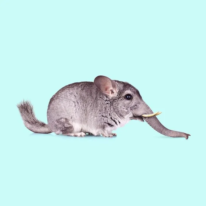 100 Photo Manipulations Of Animals Photoshopped Into The Most Random Things By Les Creatonautes 