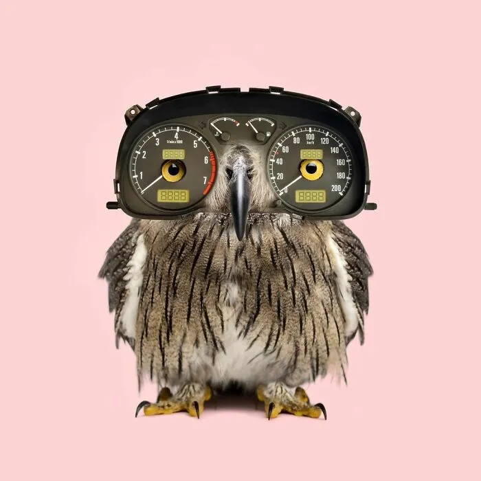 100 Photo Manipulations Of Animals Photoshopped Into The Most Random Things By Les Creatonautes 