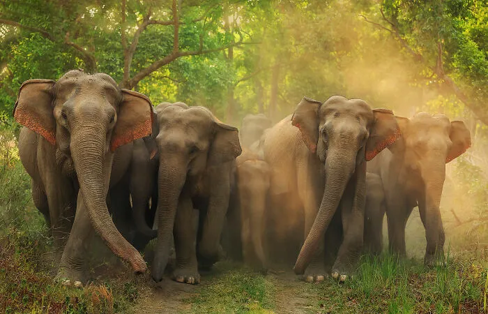 Terrestrial Wildlife, Finalist: 'Jumbo Roadblock' By Jagdeep Rajput, Corbett National Park, India