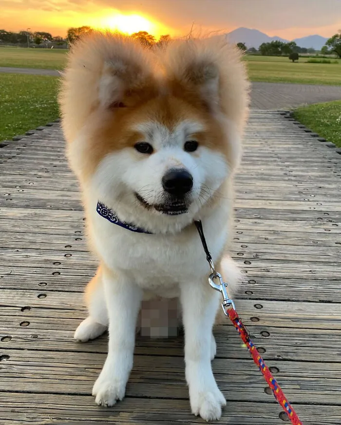 30 Pics Capturing This Adorable Akita Named Bob Who Has A Unique Heart-Shaped Face