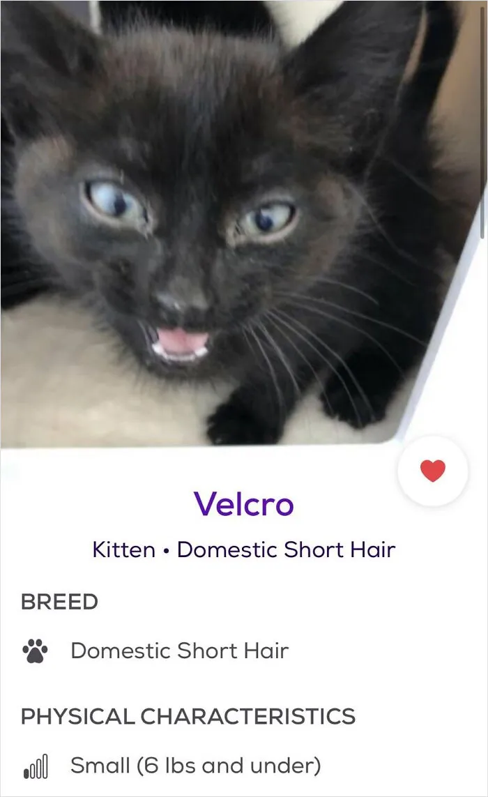 40 Hilariously-Creative Pet Names Shared By The "Petfinder Names" Twitter Page