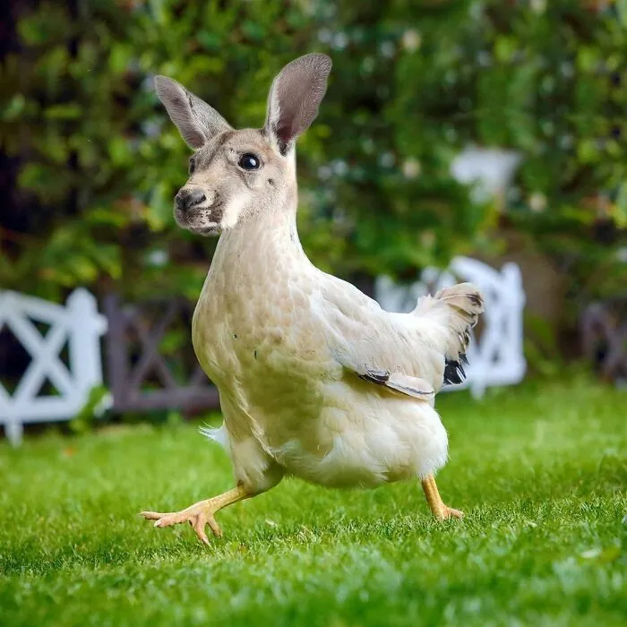 100 Photo Manipulations Of Animals Photoshopped Into The Most Random Things By Les Creatonautes 