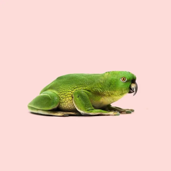 100 Photo Manipulations Of Animals Photoshopped Into The Most Random Things By Les Creatonautes 