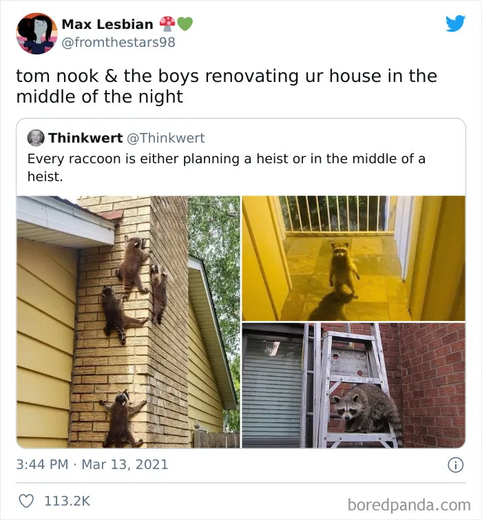 Raccoon
