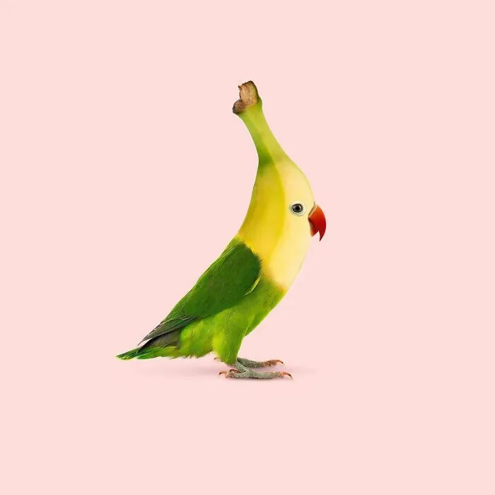 100 Photo Manipulations Of Animals Photoshopped Into The Most Random Things By Les Creatonautes 