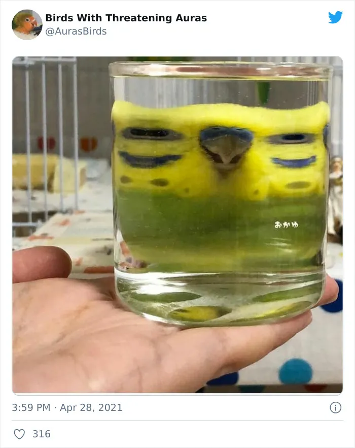 35 'Cursed' Pictures Of Birds Shared By "Birds With Threatening Auras"