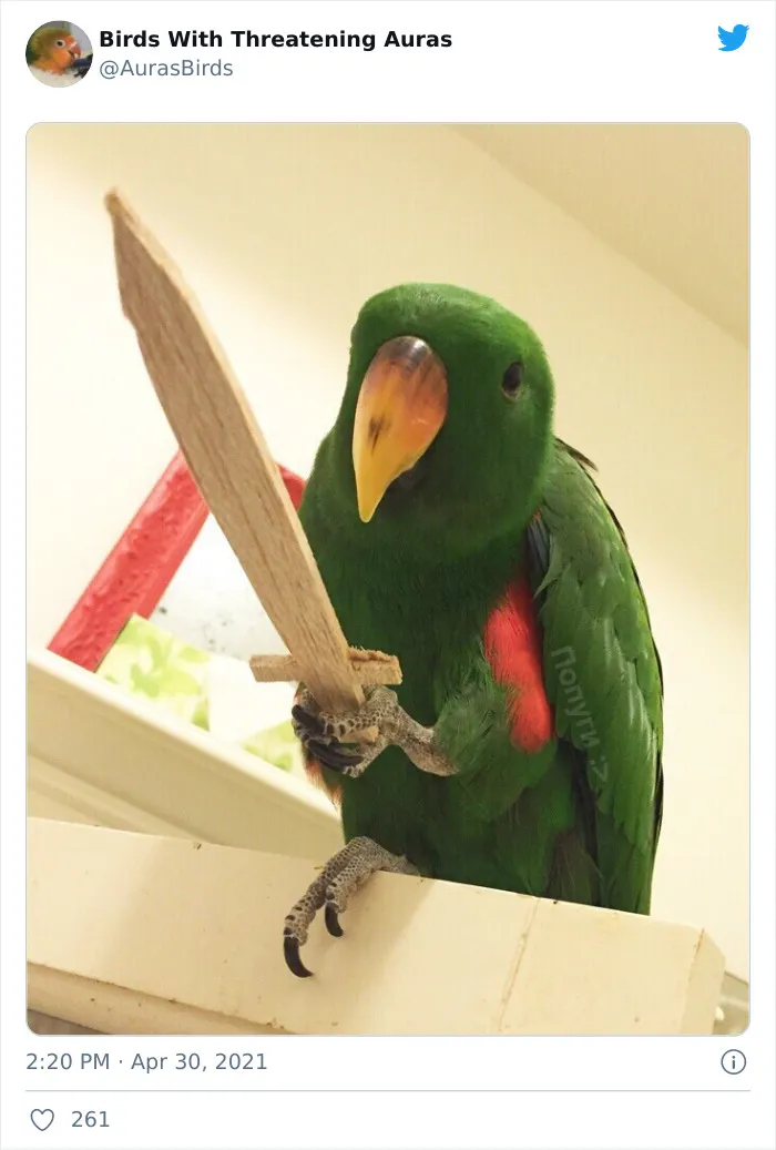 35 'Cursed' Pictures Of Birds Shared By "Birds With Threatening Auras"
