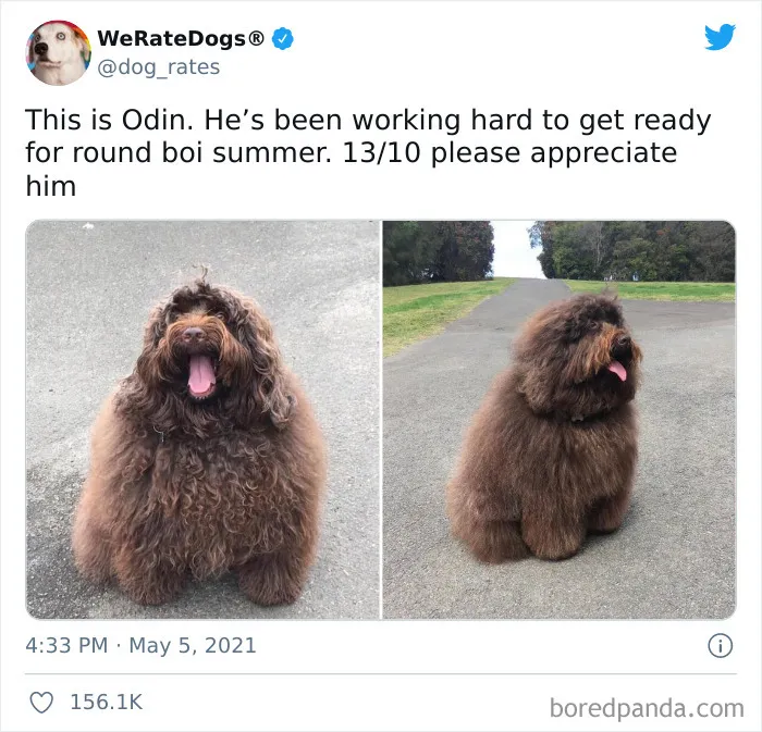 This Twitter Account Rates People's Dogs And It's Hilarious (50 New Pics)