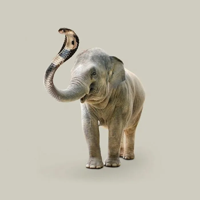 100 Photo Manipulations Of Animals Photoshopped Into The Most Random Things By Les Creatonautes 
