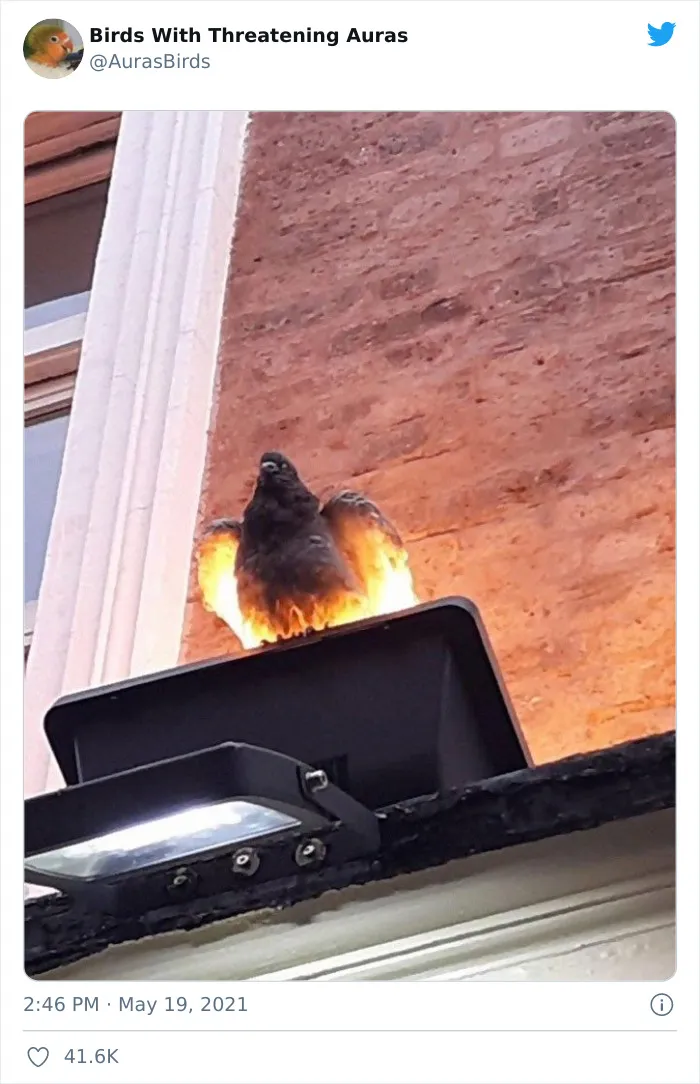 35 'Cursed' Pictures Of Birds Shared By "Birds With Threatening Auras"