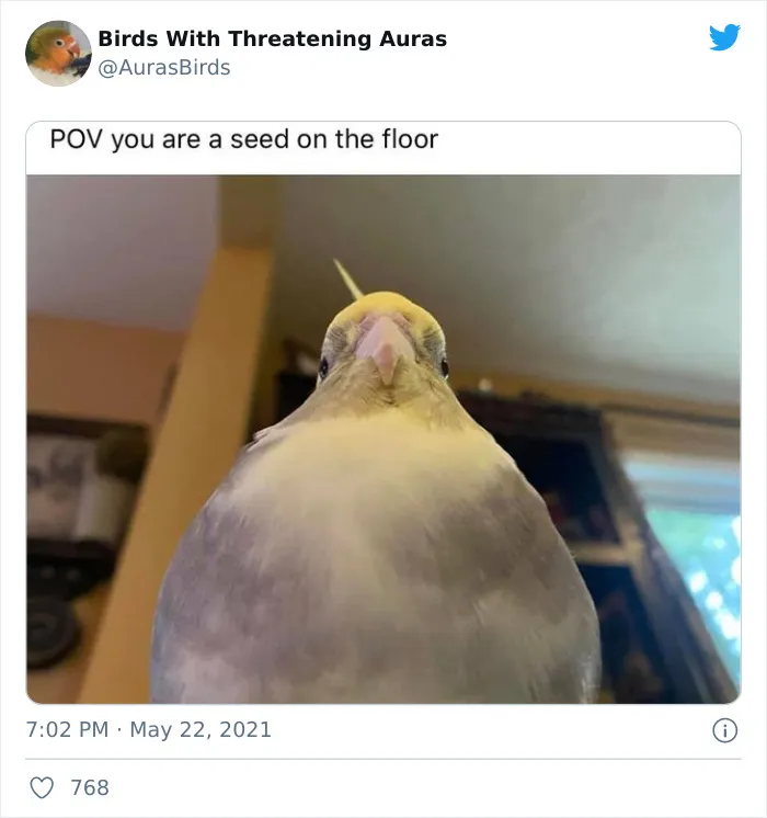 35 'Cursed' Pictures Of Birds Shared By "Birds With Threatening Auras"