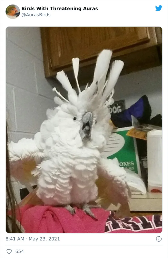 35 'Cursed' Pictures Of Birds Shared By "Birds With Threatening Auras"