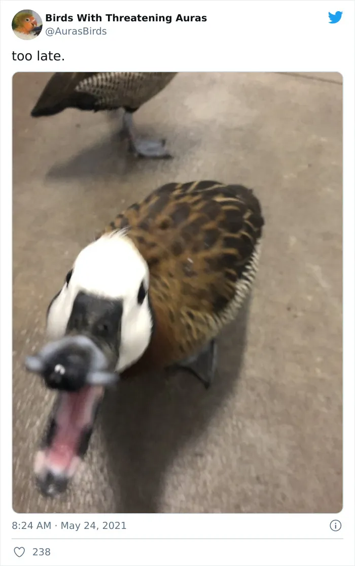 35 'Cursed' Pictures Of Birds Shared By "Birds With Threatening Auras"