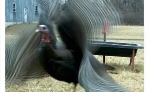 35 'Cursed' Pictures Of Birds Shared By "Birds With Threatening Auras"