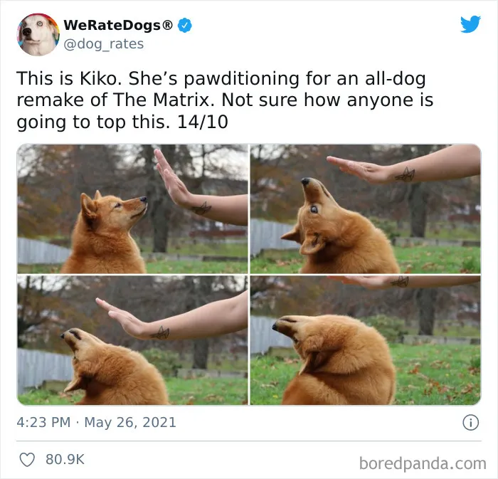 This Twitter Account Rates People's Dogs And It's Hilarious (50 New Pics)