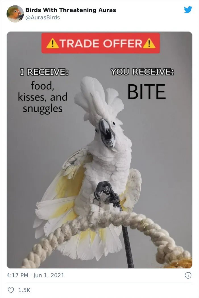 35 'Cursed' Pictures Of Birds Shared By "Birds With Threatening Auras"