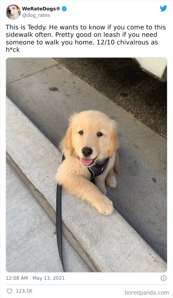 This Twitter Account Rates People's Dogs And It's Hilarious (50 New Pics)
