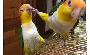 35 'Cursed' Pictures Of Birds Shared By "Birds With Threatening Auras"