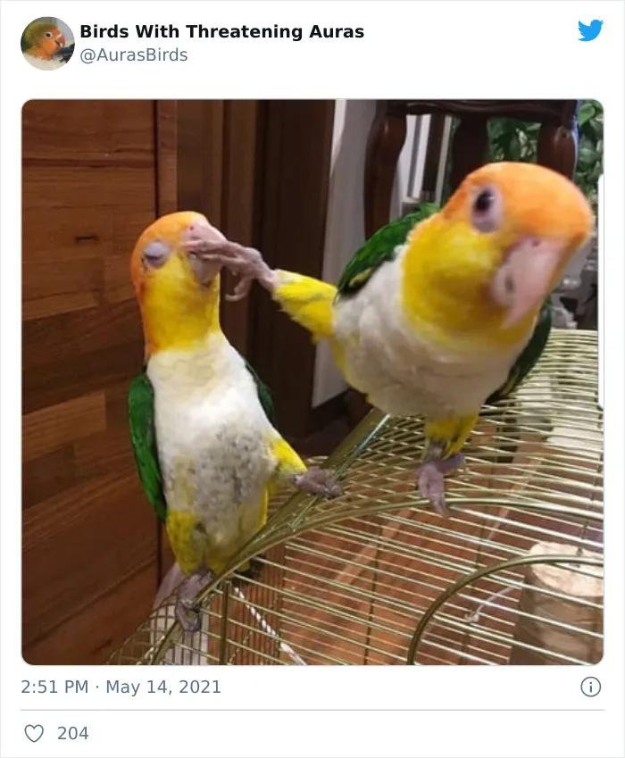 Birds-With-Threatening-Auras