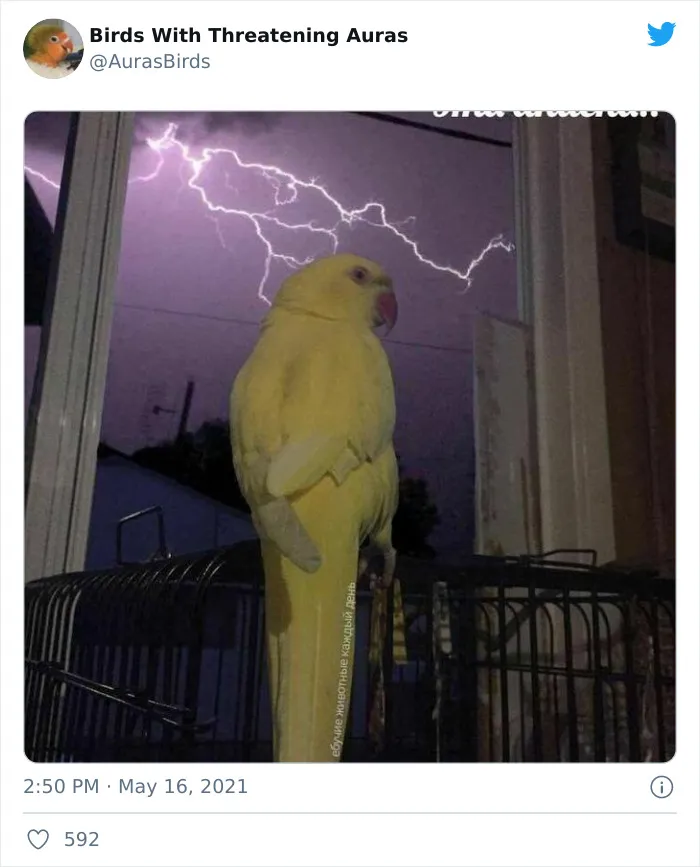 35 'Cursed' Pictures Of Birds Shared By "Birds With Threatening Auras"