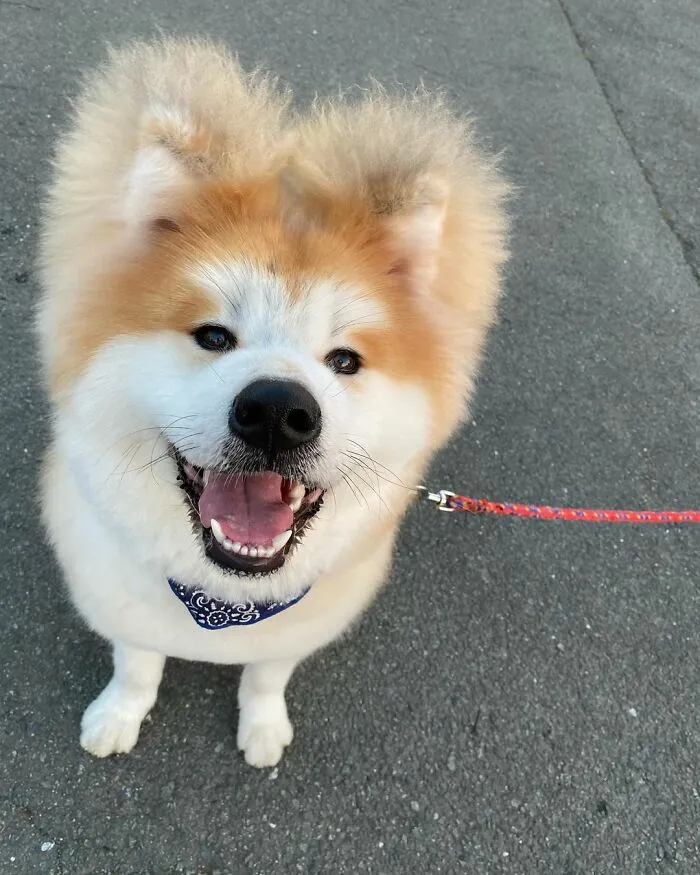 30 Pics Capturing This Adorable Akita Named Bob Who Has A Unique Heart-Shaped Face