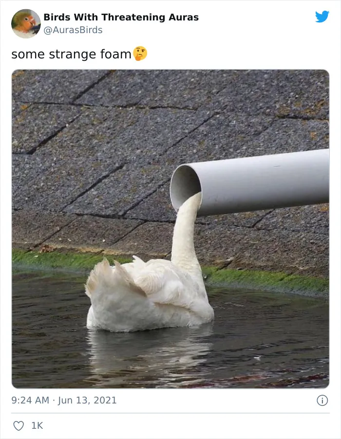35 'Cursed' Pictures Of Birds Shared By "Birds With Threatening Auras"