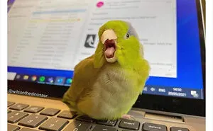 35 'Cursed' Pictures Of Birds Shared By "Birds With Threatening Auras"