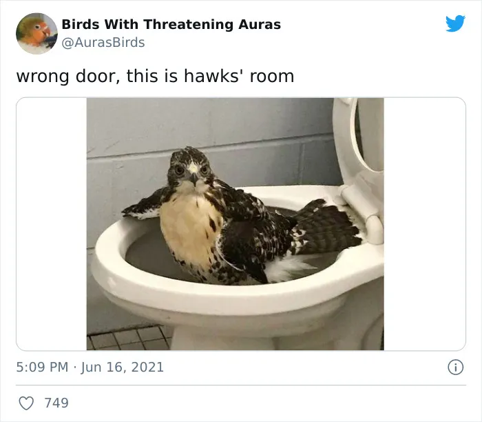 35 'Cursed' Pictures Of Birds Shared By "Birds With Threatening Auras"