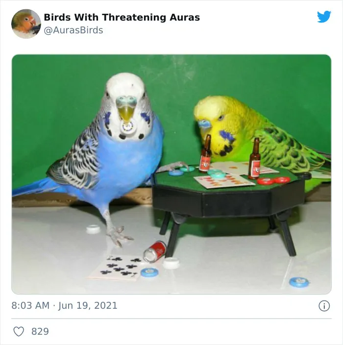 35 'Cursed' Pictures Of Birds Shared By "Birds With Threatening Auras"