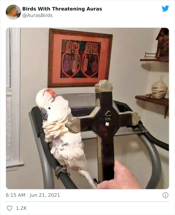 35 'Cursed' Pictures Of Birds Shared By "Birds With Threatening Auras"