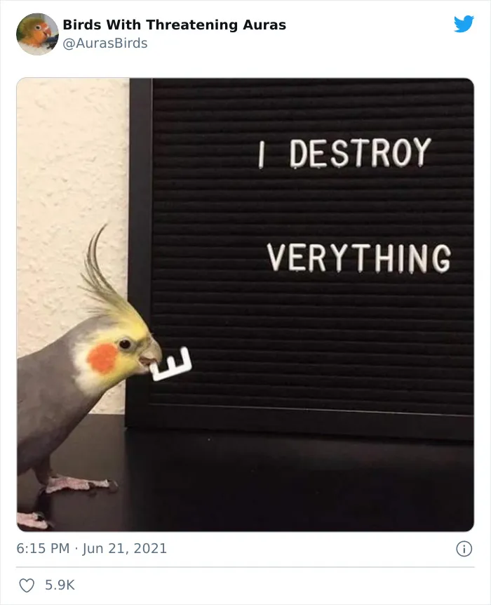35 'Cursed' Pictures Of Birds Shared By "Birds With Threatening Auras"