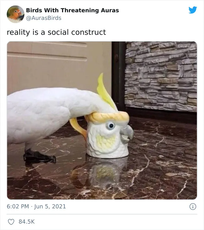 35 'Cursed' Pictures Of Birds Shared By "Birds With Threatening Auras"