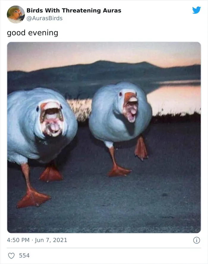 35 'Cursed' Pictures Of Birds Shared By "Birds With Threatening Auras"