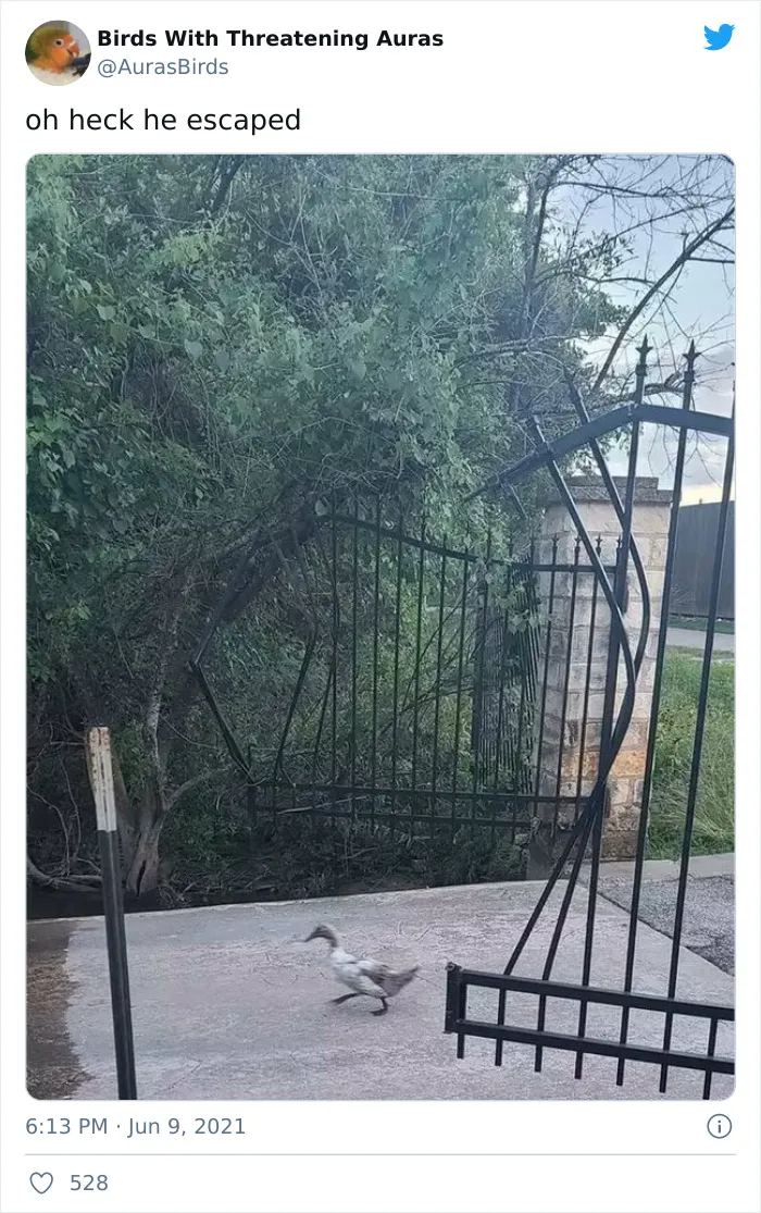 35 'Cursed' Pictures Of Birds Shared By "Birds With Threatening Auras"