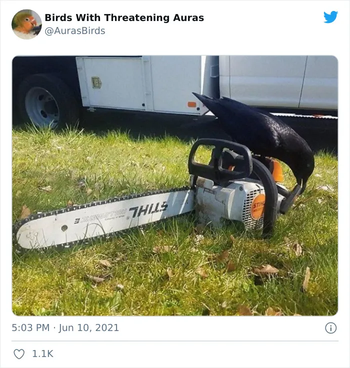 35 'Cursed' Pictures Of Birds Shared By "Birds With Threatening Auras"