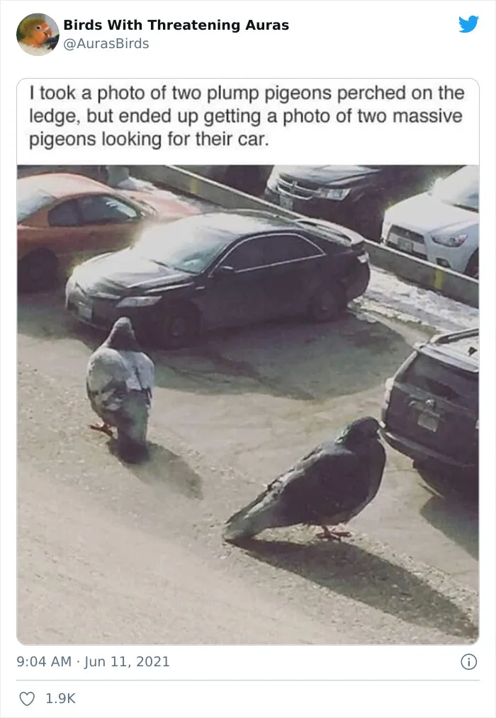 35 'Cursed' Pictures Of Birds Shared By "Birds With Threatening Auras"