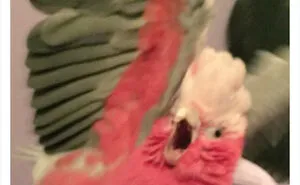 35 'Cursed' Pictures Of Birds Shared By "Birds With Threatening Auras"