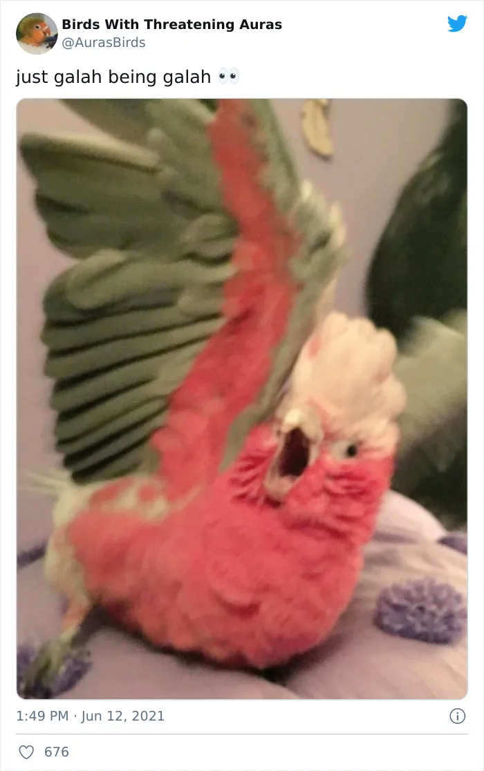 Birds-With-Threatening-Auras