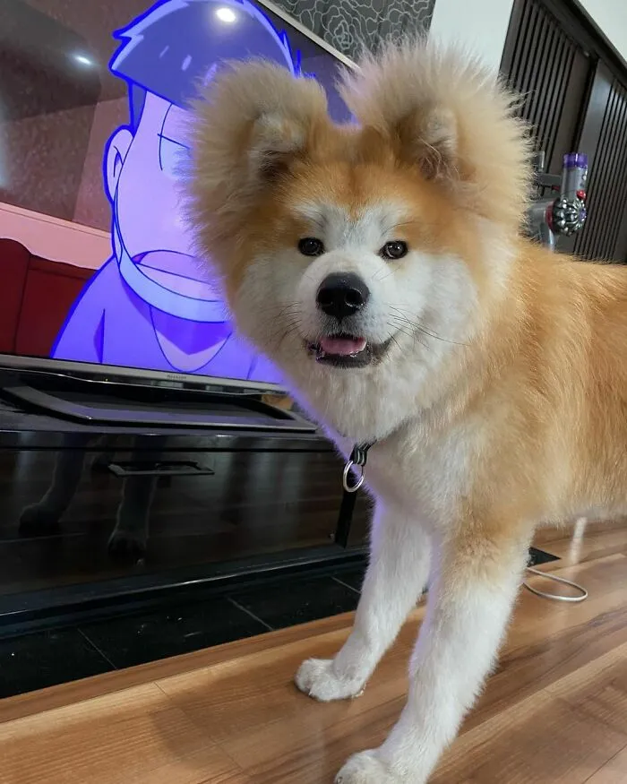 30 Pics Capturing This Adorable Akita Named Bob Who Has A Unique Heart-Shaped Face