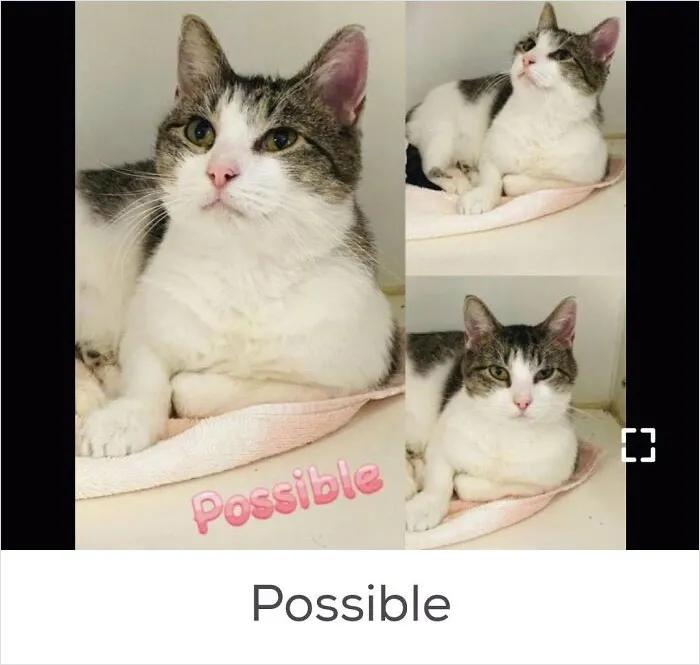 40 Hilariously-Creative Pet Names Shared By The "Petfinder Names" Twitter Page