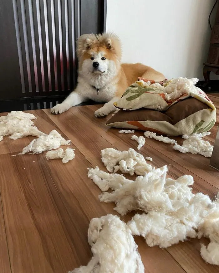 30 Pics Capturing This Adorable Akita Named Bob Who Has A Unique Heart-Shaped Face