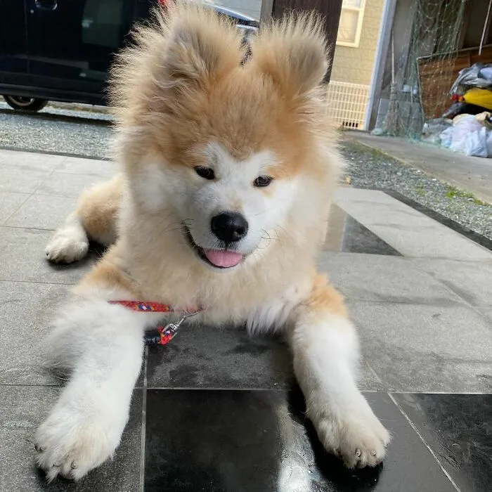 30 Pics Capturing This Adorable Akita Named Bob Who Has A Unique Heart-Shaped Face
