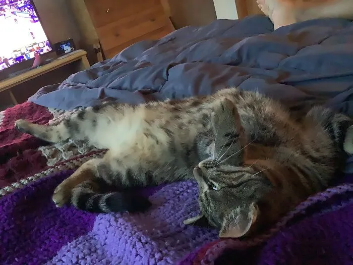 Meow.