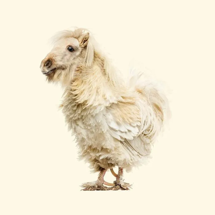 100 Photo Manipulations Of Animals Photoshopped Into The Most Random Things By Les Creatonautes 