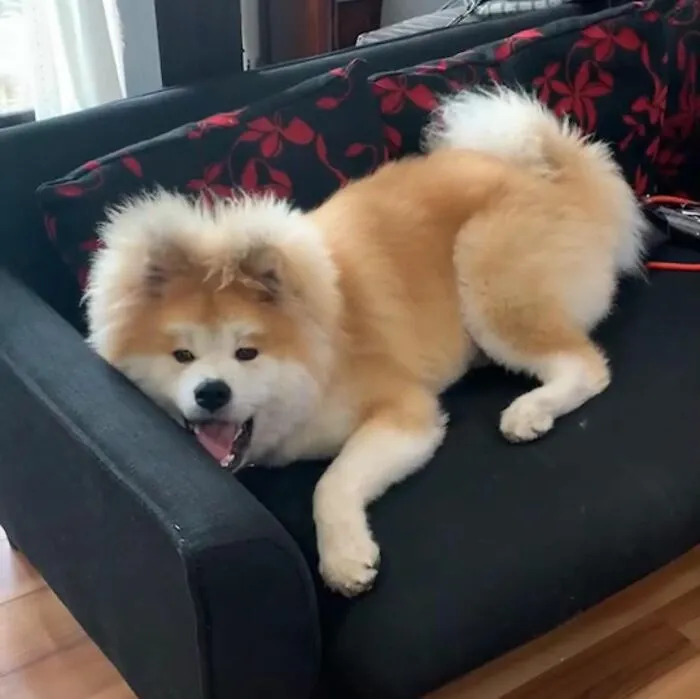 30 Pics Capturing This Adorable Akita Named Bob Who Has A Unique Heart-Shaped Face