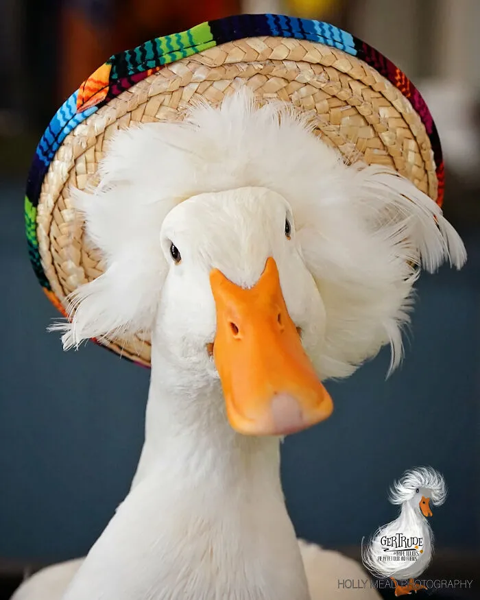 Here Are 30 Pics Of Gertrude, The Duck That Is Famous For Her "Hair"