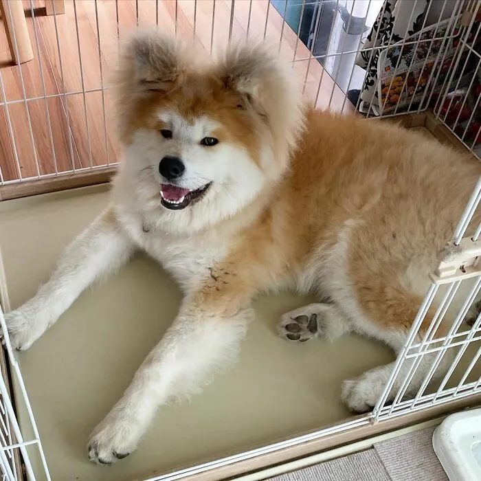 30 Pics Capturing This Adorable Akita Named Bob Who Has A Unique Heart-Shaped Face