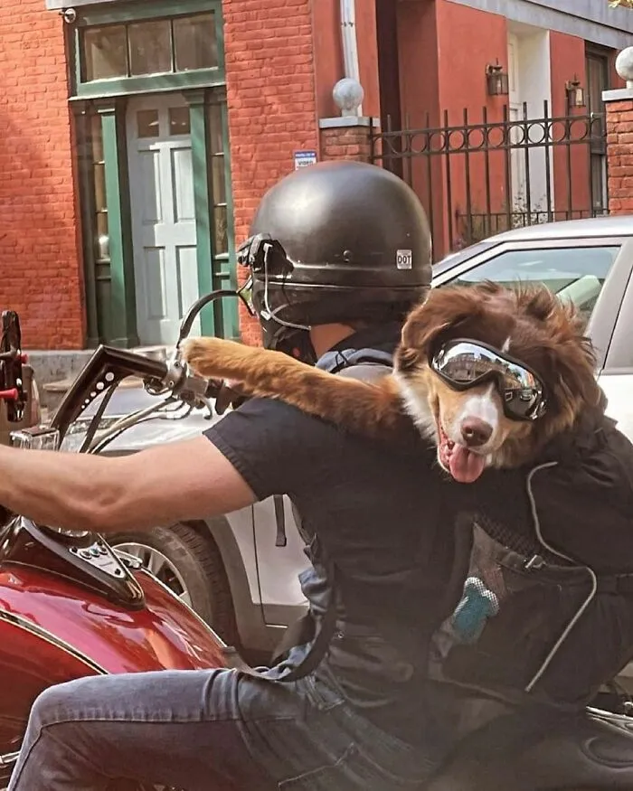 Dogs In Goggles