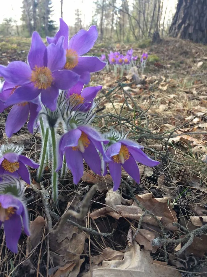 Pulsatilla