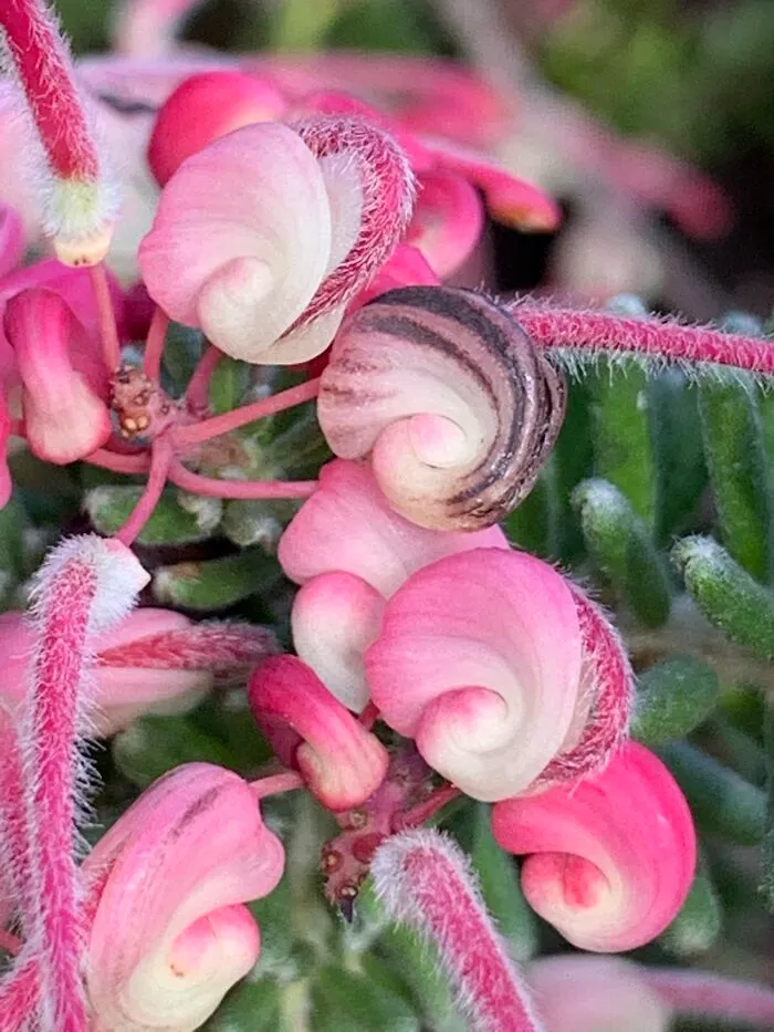 Like Little Snail Shells